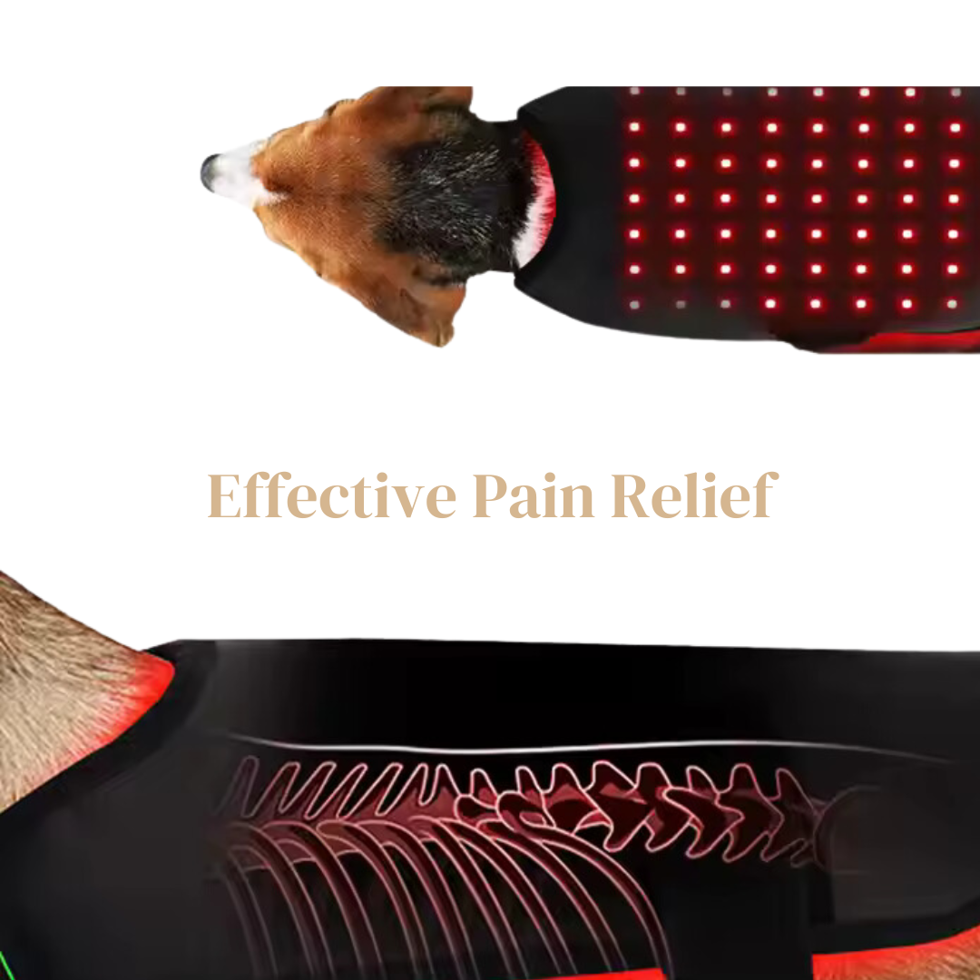 Red Light Therapy For your Furry Friends